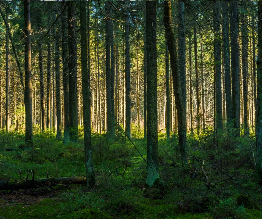 A dense forest illuminated by sunlight.